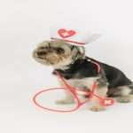 Amoxicillin for dogs without vet prescription