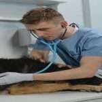 Vet Near New York NY Your Pet's Wellbeing Matters