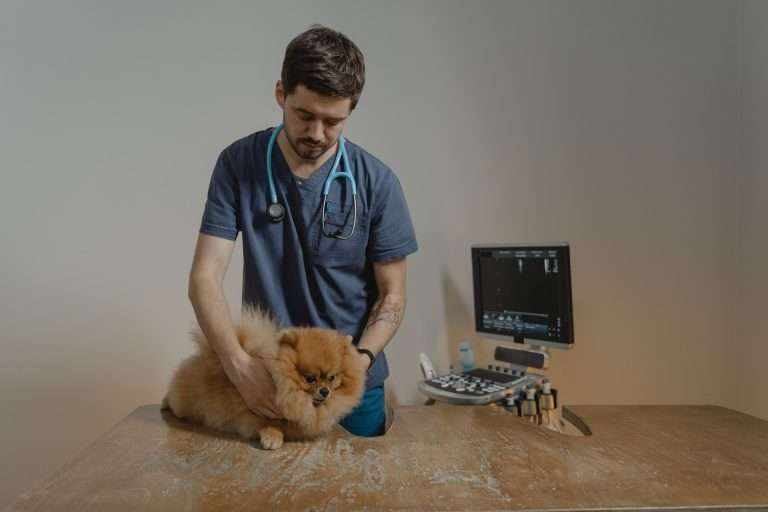 gabapentin for cats near me