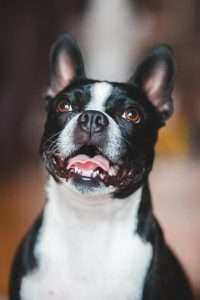 gabapentin dog ear infection