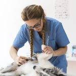 the best online veterinarian