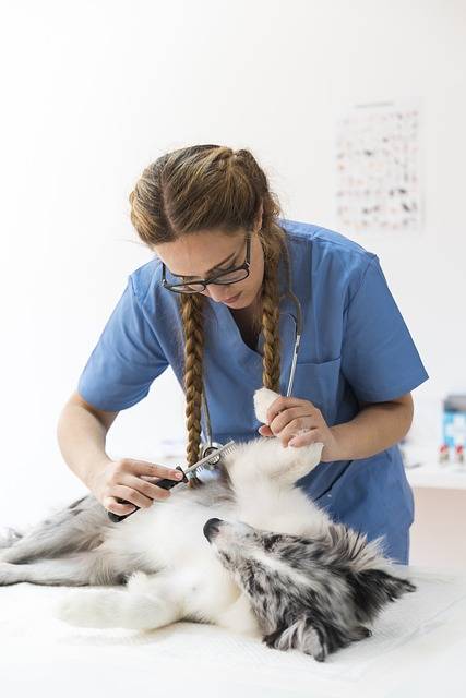 the best online veterinarian