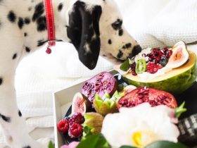 Plant Based diets for pets