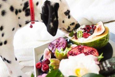 Plant Based diets for pets