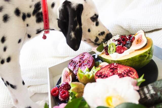 Plant Based diets for pets