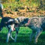 Aggression in dogs