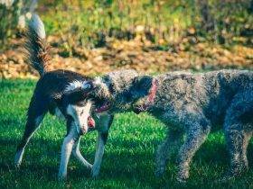 Aggression in dogs