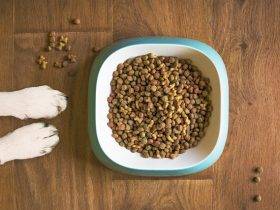 Best Affordable Grain-Free Dog Foods