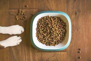 Best Affordable Grain-Free Dog Foods