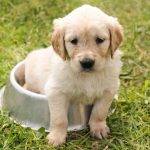 easy puppy potty training 101 step by step guide for sucess