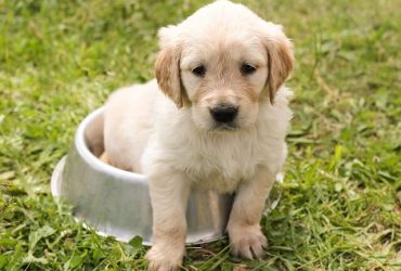 easy puppy potty training 101 step by step guide for sucess