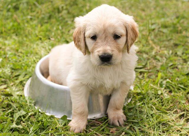 easy puppy potty training 101 step by step guide for sucess