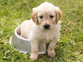 Mastering Puppy Potty Training Age, Timing, and Techniques