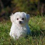 Selecting the Perfect Hypoallergenic Dog