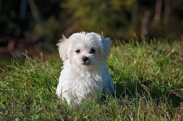 Selecting the Perfect Hypoallergenic Dog