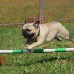 top Exercise Ideas for Small Dogs