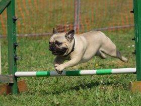 top Exercise Ideas for Small Dogs