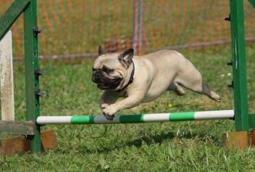 top Exercise Ideas for Small Dogs