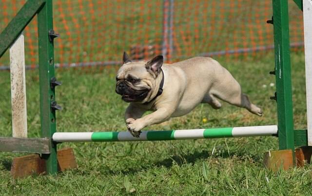 top Exercise Ideas for Small Dogs