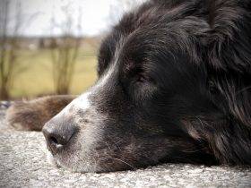 Best Dog Food for Senior Dogs