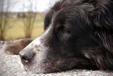 Best Dog Food for Senior Dogs