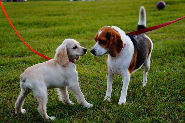 Dog Parks Near me