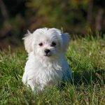 Top Hypoallergenic Dog Breeds