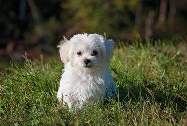 Top Hypoallergenic Dog Breeds