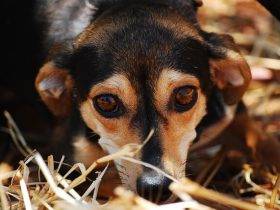 rescue dog in Brisbane