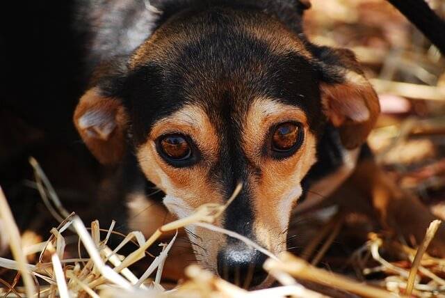 rescue dog in Brisbane