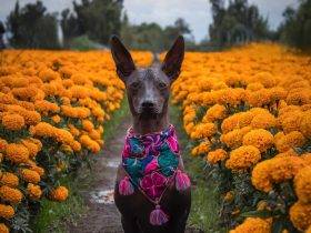 Xoloitzcuintli Hairless Dog