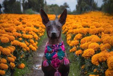 Xoloitzcuintli Hairless Dog