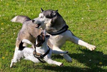 best dog food for huskies