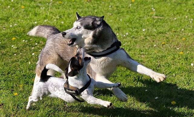 best dog food for huskies