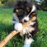 Australian Shepherd Puppies