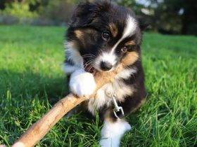 Australian Shepherd Puppies