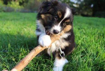 Australian Shepherd Puppies