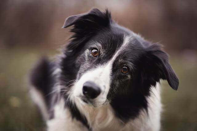 Beef Jerky for dogs