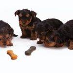 Best Dog Treats for Training