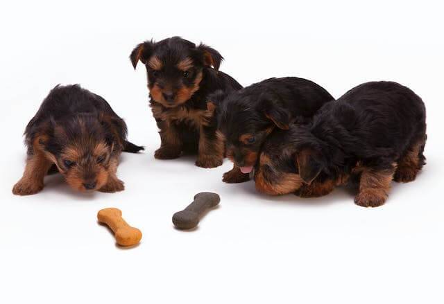 Best Dog Treats for Training