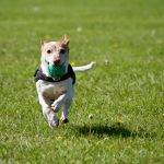 Choosing the Right Dog Training Option for You