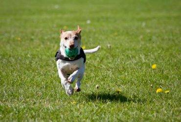 Choosing the Right Dog Training Option for You