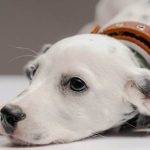 Effective Dog Anxiety Remedies