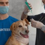 Flea and tick medication for dogs