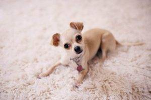 gabapentin for my dogs