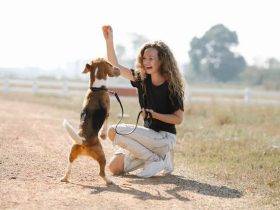 Step by step reactive dog training guide