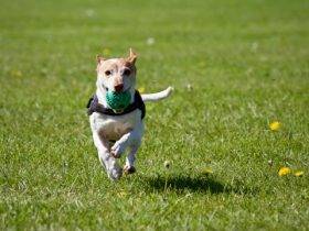 dog training treats