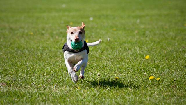 dog training treats