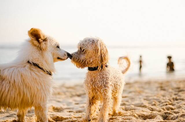 Popular long-Nosed Dog Breeds