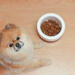 Teacup Pomeranian dog Care: Tips for a Happy, Healthy Pet